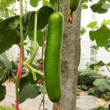'Zhepu No.6' Bottle Gourd Seeds | Early Maturing, Low Temperature & Low Light Tolerant, Disease Resistant