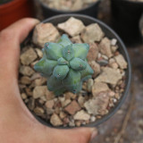 Rare Myrtillocactus geometrizans 'Fukurokuryuzinboku' Cactus for Sale | Unique, Low Maintenance Succulent Plant