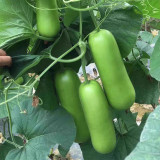 'Zhepu No.9' Bottle Gourd Seeds – Early Maturing, High Yield, Short Club-Shaped, Nutritious, Superior Quality
