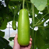 'Zhepu No.9' Bottle Gourd Seeds – Early Maturing, High Yield, Short Club-Shaped, Nutritious, Superior Quality
