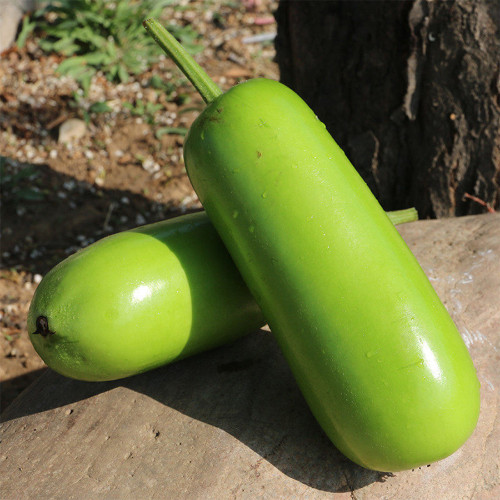 'Zhepu No.9' Bottle Gourd Seeds – Early Maturing, High Yield, Short Club-Shaped, Nutritious, Superior Quality