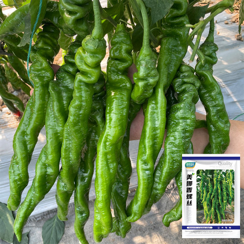 'Meinaxiang' Spiral Pepper – Early Maturing, Long Thick Fruits, Rich Pungency, Crisp Texture, High Yield
