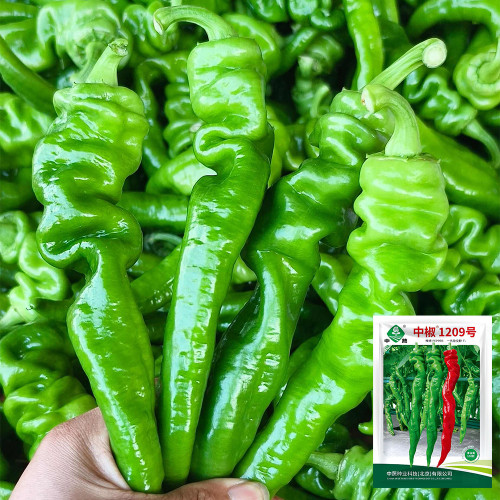 Zhongjiao No.1209 Spiral Pepper Seeds – Wrinkled Pepper, Thick Flesh, Strong Spicy Flavor, Storage Tolerant