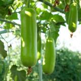 'Zhepu No.9' Bottle Gourd Seeds – Early Maturing, High Yield, Short Club-Shaped, Nutritious, Superior Quality