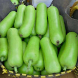 'Zhepu No.9' Bottle Gourd Seeds – Early Maturing, High Yield, Short Club-Shaped, Nutritious, Superior Quality