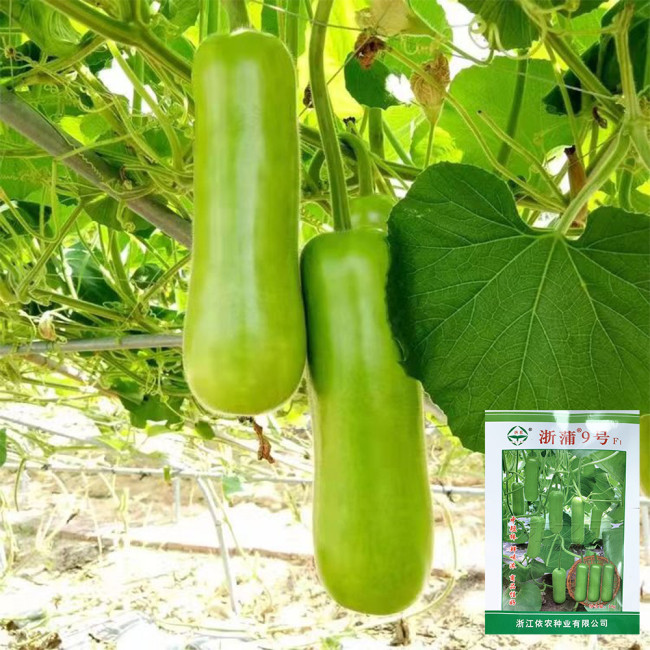 'Zhepu No.9' Bottle Gourd Seeds – Early Maturing, High Yield, Short Club-Shaped, Nutritious, Superior Quality