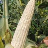 Huanuo No.2 Waxy Corn Seeds | Premium White Kernel Variety, Disease-Resistant, High & Stable Yield