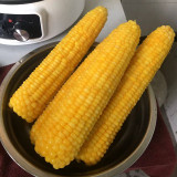 Golden Queen Waxy Corn Seeds - Sweet Fragrant Glutinous, Plump Kernels, High-Yield for Fresh Market Processing