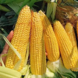 Golden Queen Waxy Corn Seeds - Sweet Fragrant Glutinous, Plump Kernels, High-Yield for Fresh Market Processing