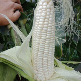 Huanuo No.2 Waxy Corn Seeds | Premium White Kernel Variety, Disease-Resistant, High & Stable Yield