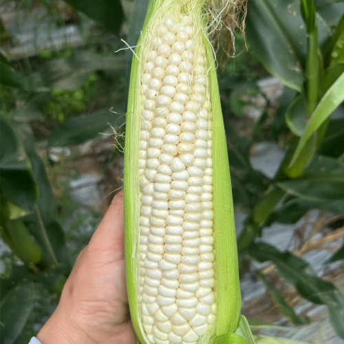 Huanuo No.2 Waxy Corn Seeds | Premium White Kernel Variety, Disease-Resistant, High & Stable Yield