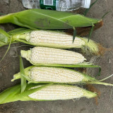 Huanuo No.2 Waxy Corn Seeds | Premium White Kernel Variety, Disease-Resistant, High & Stable Yield