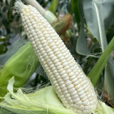 Huanuo No.2 Waxy Corn Seeds | Premium White Kernel Variety, Disease-Resistant, High & Stable Yield