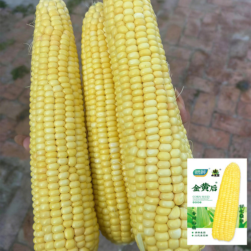 Golden Queen Waxy Corn Seeds - Sweet Fragrant Glutinous, Plump Kernels, High-Yield for Fresh Market Processing