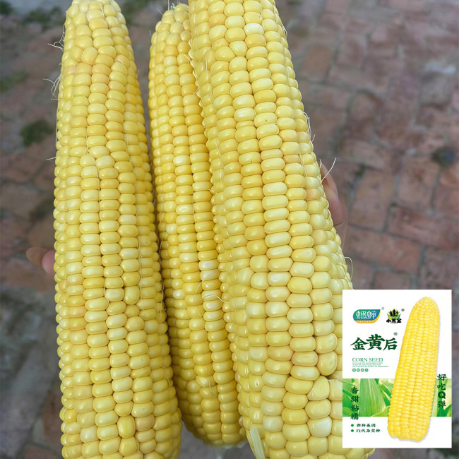 Golden Queen Waxy Corn Seeds - Sweet Fragrant Glutinous, Plump Kernels, High-Yield for Fresh Market Processing