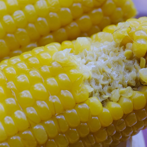 Golden Queen Waxy Corn Seeds - Sweet Fragrant Glutinous, Plump Kernels, High-Yield for Fresh Market Processing