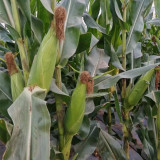 Huanuo No.2 Waxy Corn Seeds | Premium White Kernel Variety, Disease-Resistant, High & Stable Yield