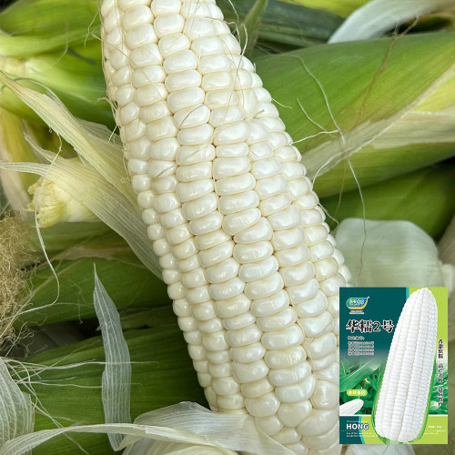 Huanuo No.2 Waxy Corn Seeds | Premium White Kernel Variety, Disease-Resistant, High & Stable Yield