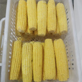 Golden Queen Waxy Corn Seeds - Sweet Fragrant Glutinous, Plump Kernels, High-Yield for Fresh Market Processing