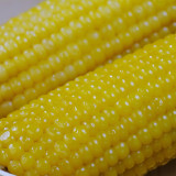 Golden Queen Waxy Corn Seeds - Sweet Fragrant Glutinous, Plump Kernels, High-Yield for Fresh Market Processing