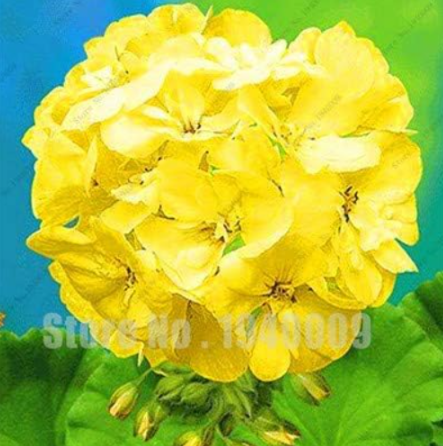 Rare Geranium, Pelargonium, Zonal Geranium Perennial Flower flores Seed Plant Home & Garden DIY Seedsplants - (Color: 7)
