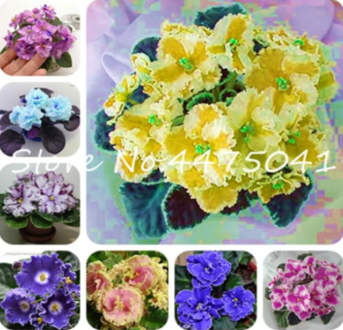 Mix Color Available African Violet Seed for Viewing Flower Evening-Scented Stock Violet Perennial Herb Violets