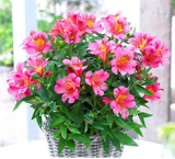 Alstroemeria Seed Peruvian Lily Alstroemeria Inca Bandit- Princess Lily Seed Flower Planta for Home Garden - (Color: 13)