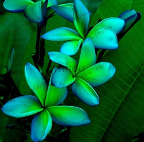 Frangipani Plumeria Rubra Flower Flores,Perennial Bonsai Plant for Home and Garden Planting - (Color: 1)