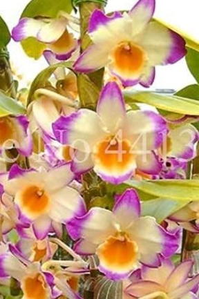 Dendrobium Orchid Flower Seed Potted Garden ,Flower in Plants, Double Petals Potted Flowers Plant for Home Balcony - (Color: 2)