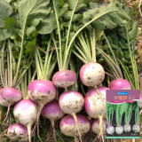 'Lucky' F1 Hybrid Turnip Seeds – Fast Growing Baby Turnip, Crisp White Flesh, Sweet Flavor