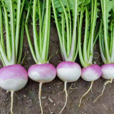 'Lucky' F1 Hybrid Turnip Seeds – Fast Growing Baby Turnip, Crisp White Flesh, Sweet Flavor