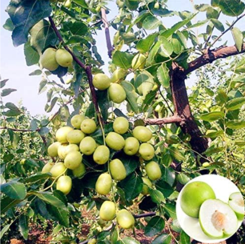 Jujube Seed Taiwan China Big Jujube Seed Honey Sweet Dates Fruit Tree Seed Plant Home Garden
