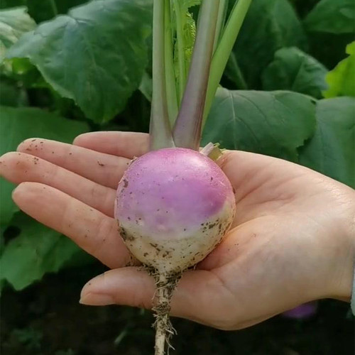 'Lucky' F1 Hybrid Turnip Seeds – Fast Growing Baby Turnip, Crisp White Flesh, Sweet Flavor