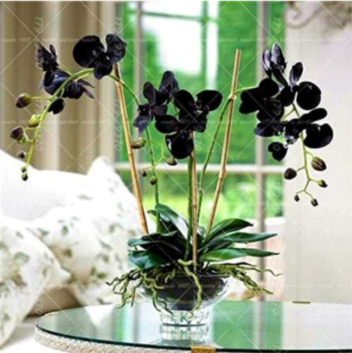 Black orchid Seed beautiful phalaenopsis orchid indoor flowering home garden plants potted flower plants - (Color: 2)