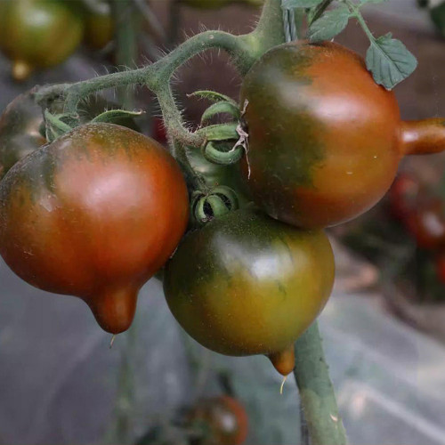 Purple Peach Tomato Seeds – Indeterminate, Peach-Shaped, Unique Flavor, Stable Yield, Continuous Fruit Setting