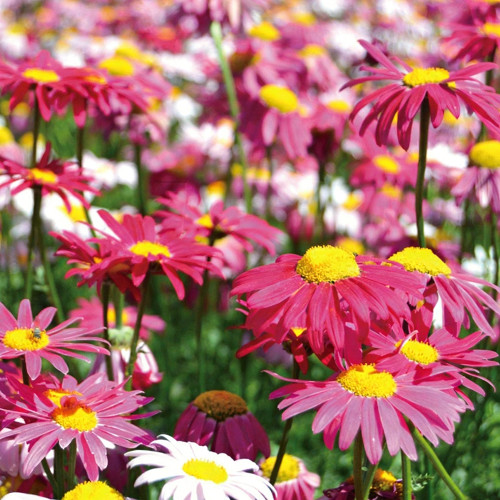 Pyrethrum Seeds - Grow Your Own Natural Insecticide, Mosquito Repelling Perennial Flowers for Garden
