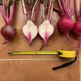 'Aizhenhong' F1 Hybrid Turnip | Disease-Resistant, Easy to Grow, High Cold Tolerance for Home Gardens