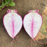 'Aizhenhong' F1 Hybrid Turnip | Disease-Resistant, Easy to Grow, High Cold Tolerance for Home Gardens