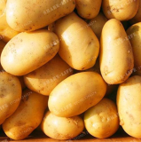 Potato Seed Anti-Wrinkle Nutrition Green Vegetable for Home Garden (Color: 1)