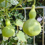 Giant Birdhouse Gourd Seeds - High Yield, Easy to Grow, Ideal for Crafting & Ornamental Gardening