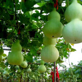 Giant Birdhouse Gourd Seeds - High Yield, Easy to Grow, Ideal for Crafting & Ornamental Gardening