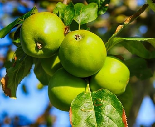 Granny Smith Apple Tree Organic Seeds, Granny Smith Apple Tree Seeds
