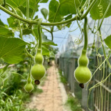 Giant Birdhouse Gourd Seeds - High Yield, Easy to Grow, Ideal for Crafting & Ornamental Gardening