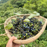Mountain Grape Seeds - High Yielding, Easy to Grow, Low Maintenance, Suitable for All Gardeners