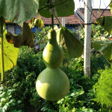 Giant Birdhouse Gourd Seeds - High Yield, Easy to Grow, Ideal for Crafting & Ornamental Gardening