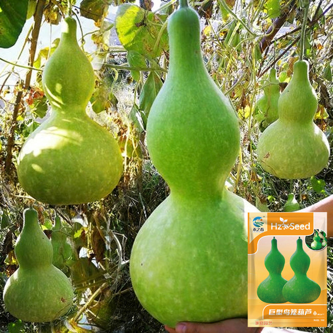 Giant Birdhouse Gourd Seeds - High Yield, Easy to Grow, Ideal for Crafting & Ornamental Gardening