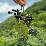 Mountain Grape Seeds - High Yielding, Easy to Grow, Low Maintenance, Suitable for All Gardeners