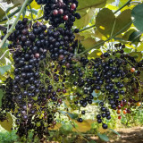 Mountain Grape Seeds - High Yielding, Easy to Grow, Low Maintenance, Suitable for All Gardeners