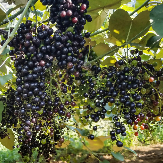 Mountain Grape Seeds - High Yielding, Easy to Grow, Low Maintenance, Suitable for All Gardeners