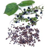 Mountain Grape Seeds - High Yielding, Easy to Grow, Low Maintenance, Suitable for All Gardeners